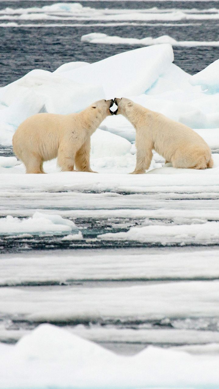 Kaksi luonnossa elävää jääkarhua on vastakkain jään ja lumen keskellä.
