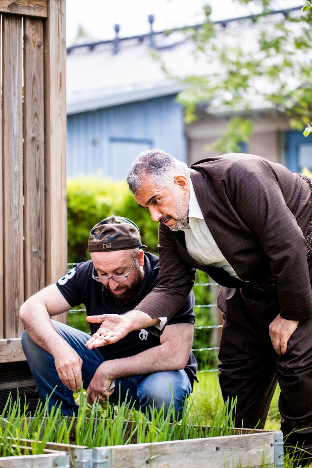 Muhis Azizi ja Saber Sorani katsovat viljelyksiä.