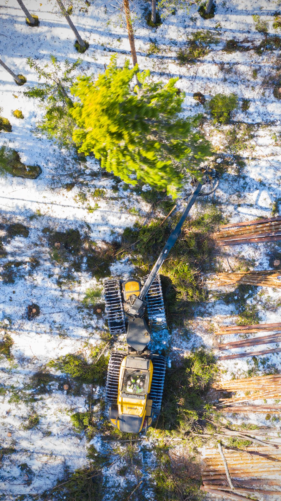 Metsäkone kaatamassa puuta.