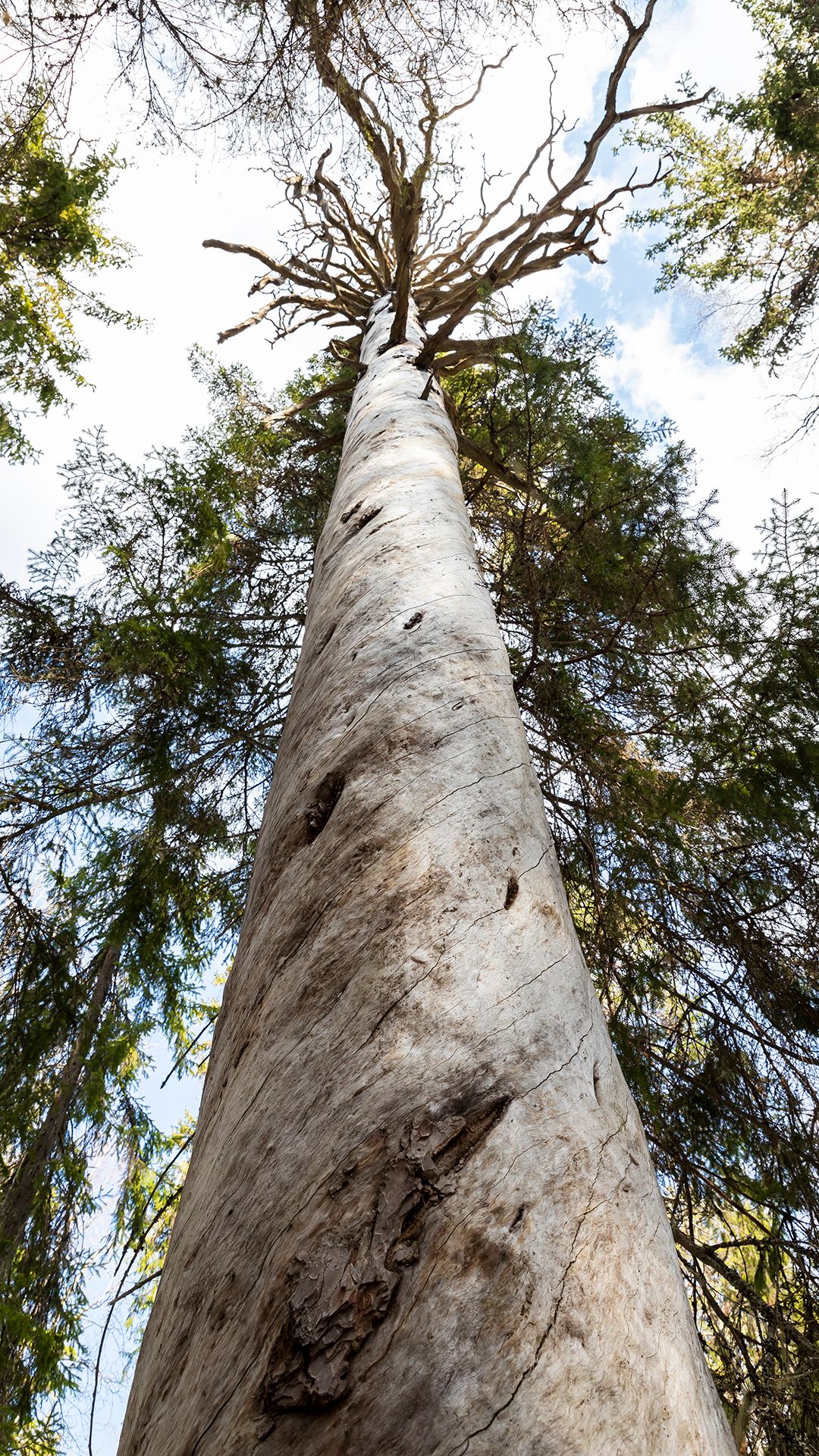 Kuollut mänty kansallispuistossa.