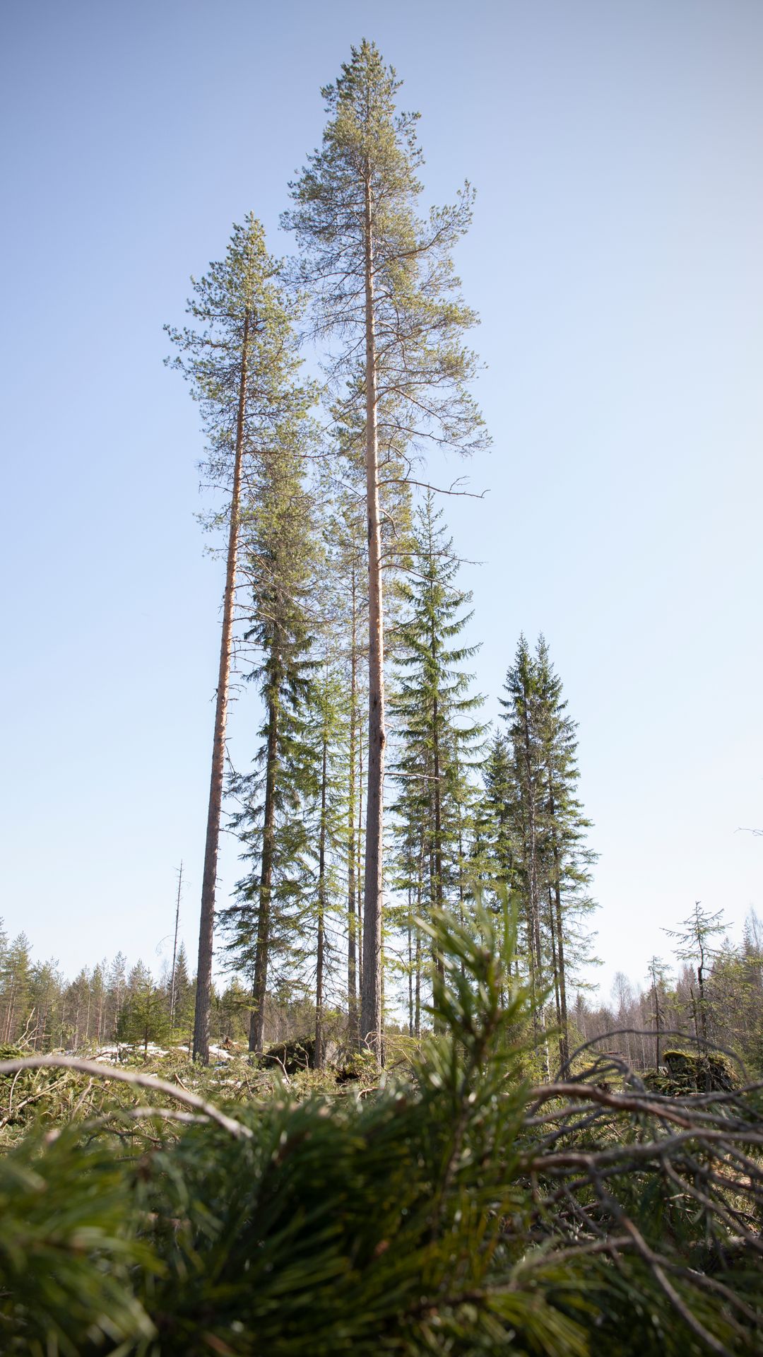 Säästöpuuryhmä hakkuuaukealla.