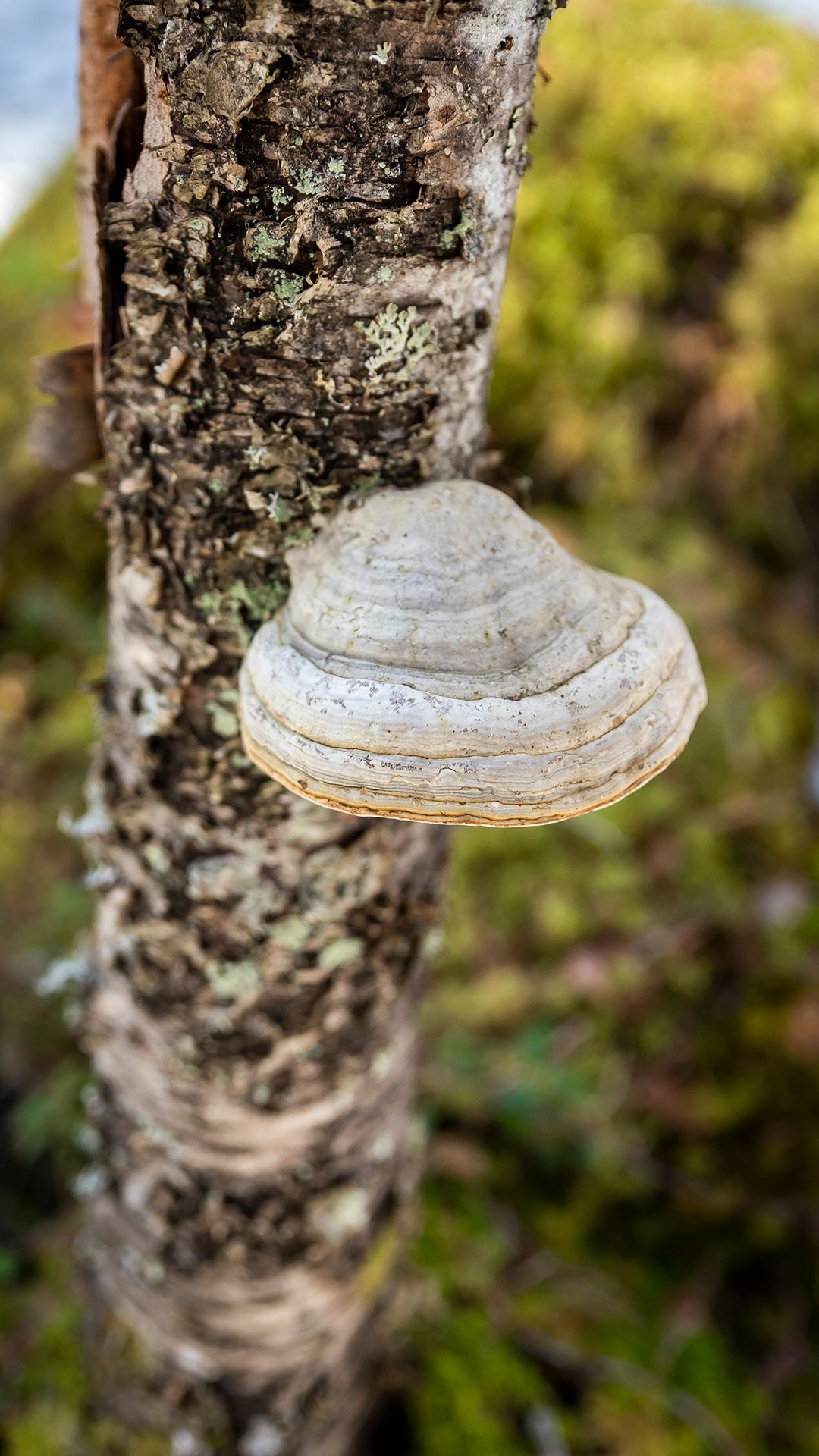 Kääpä koivurungossa.
