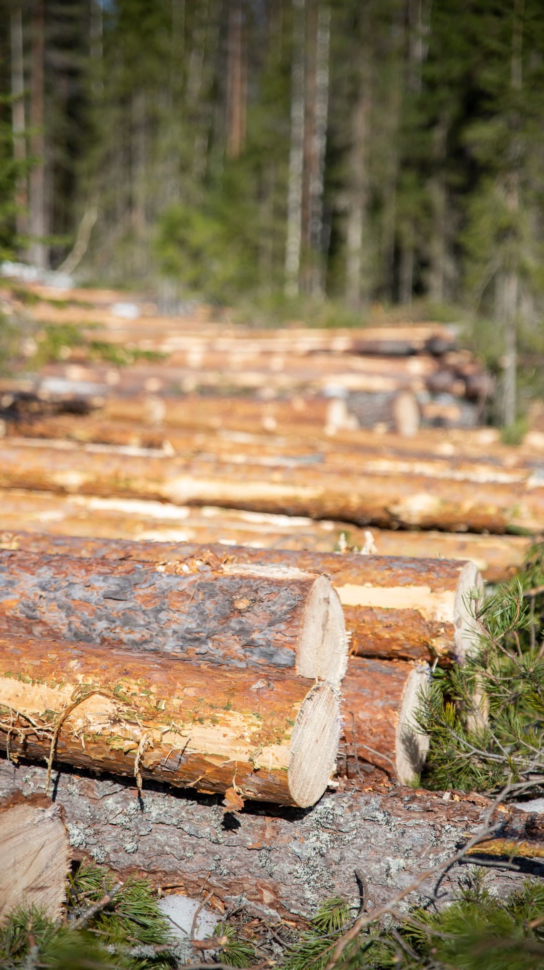 Tukkirivistö metsässä.