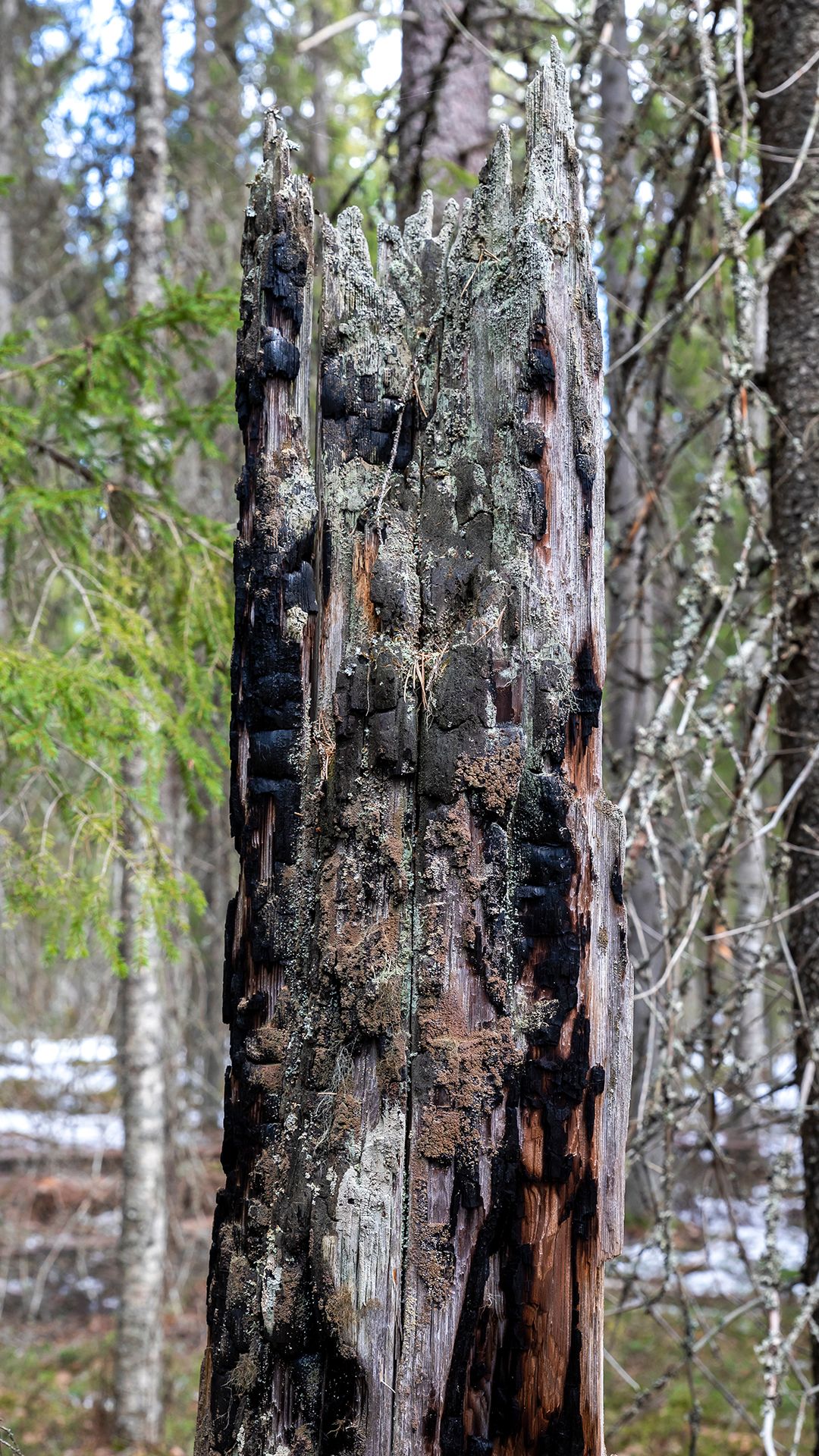 Hiiltynyt puunrunko.