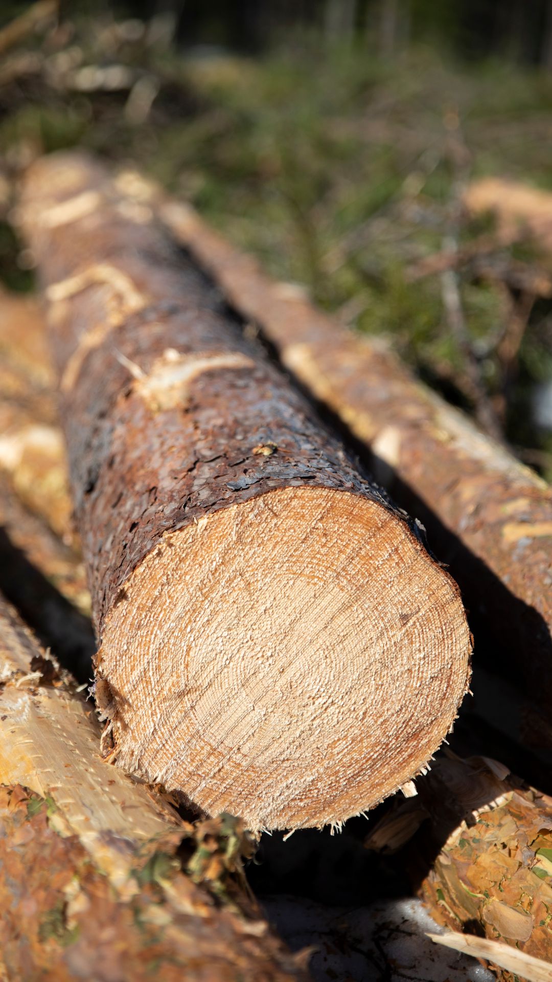 Mäntyrunkoja pinossa.