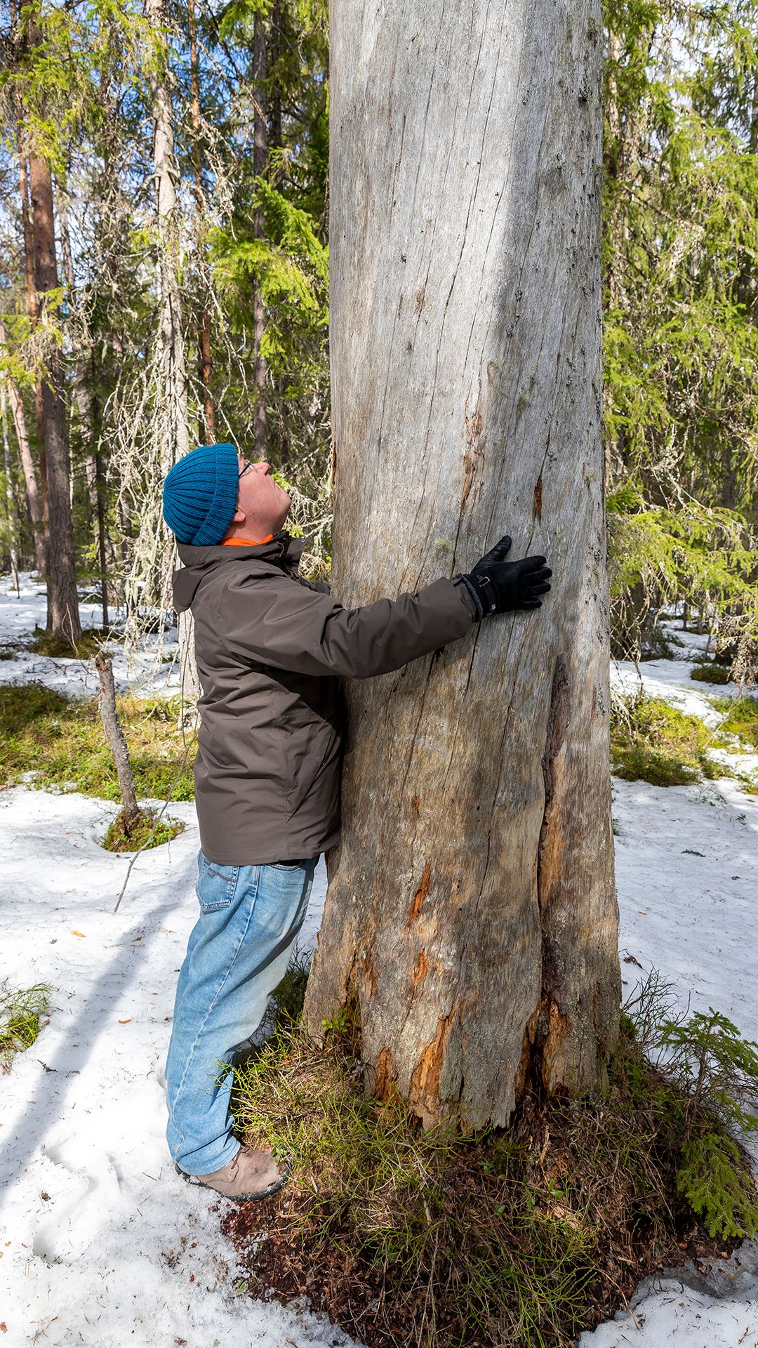 Mies halaa valtavaa keloa.